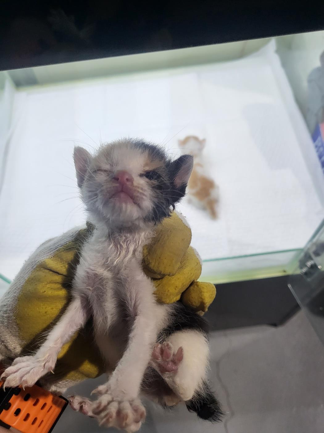 종료(자연사) 한국…